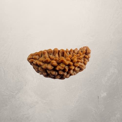Aik Mukhi Rudraksha