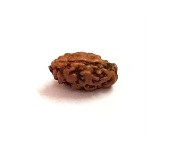1 Mukhi Rudraksha