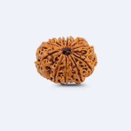 12 मुखी रुद्राक्ष