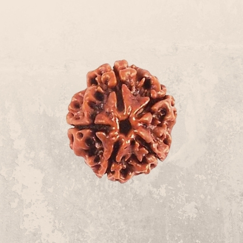 5 Mukhi Rudraksha